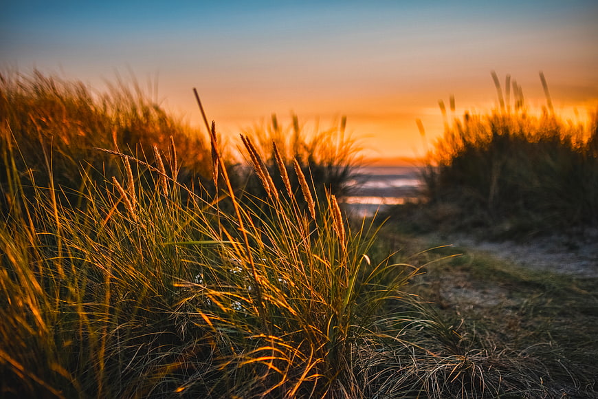 Golden Sunset Through Beach Dune Grass Path