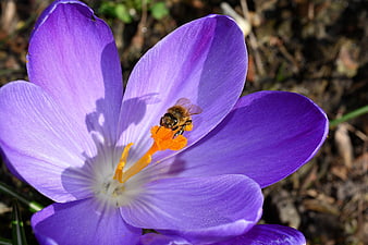 Honeybee Pollinating Purple Crocus Flower Close-Up