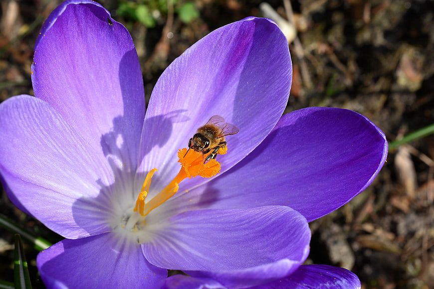 Honeybee Pollinating Purple Crocus Flower Close-Up