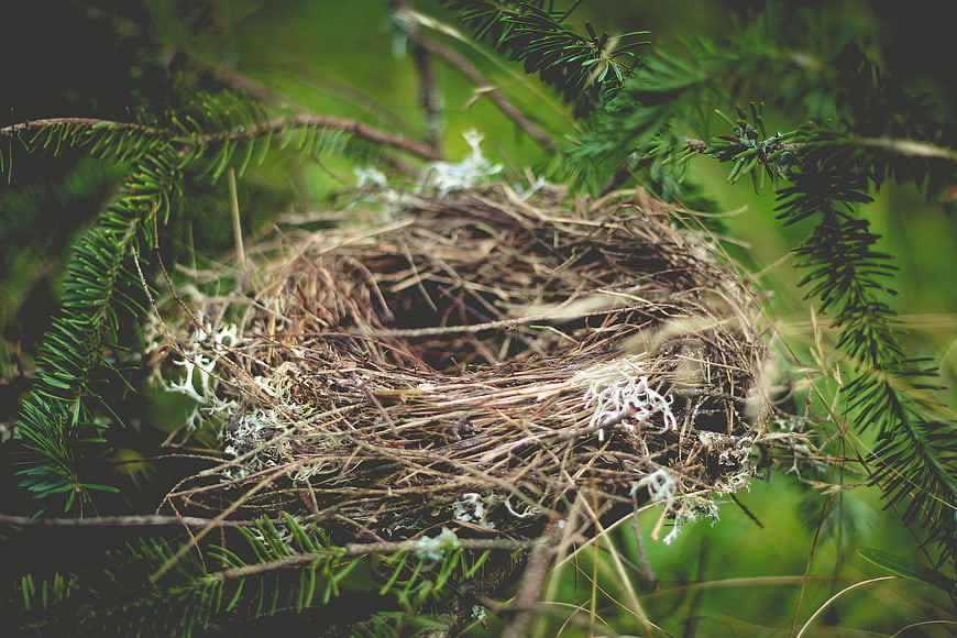 Empty bird nest in pine tree branches with lichen