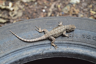 Small brown lizard resting on a black car tire