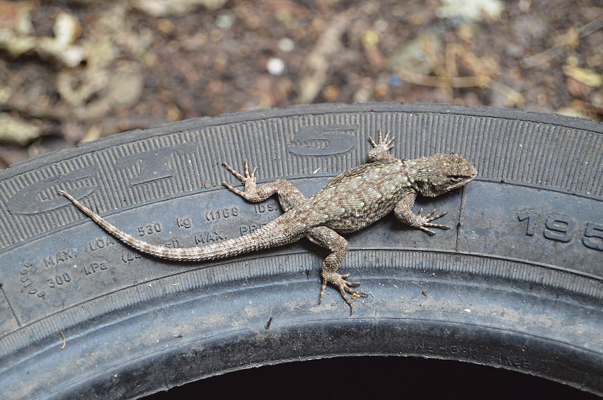 Small brown lizard resting on a black car tire