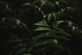 Dark moody green leaves in shadowy forest setting