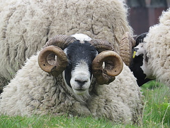 Close-up of a ram with large curved horns resting in grass