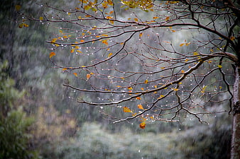 Raindrops on Autumn Tree Branches in Misty Forest