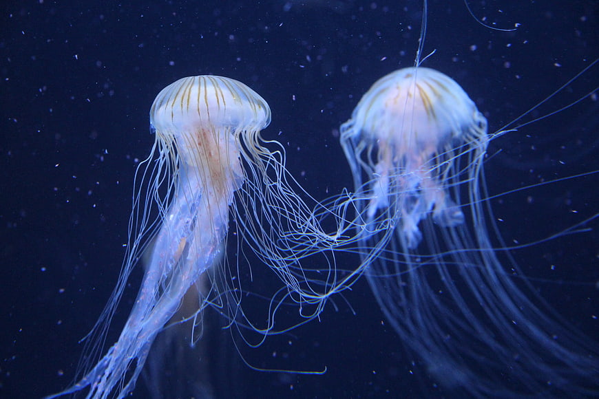 Two glowing jellyfish swimming in dark blue underwater environment