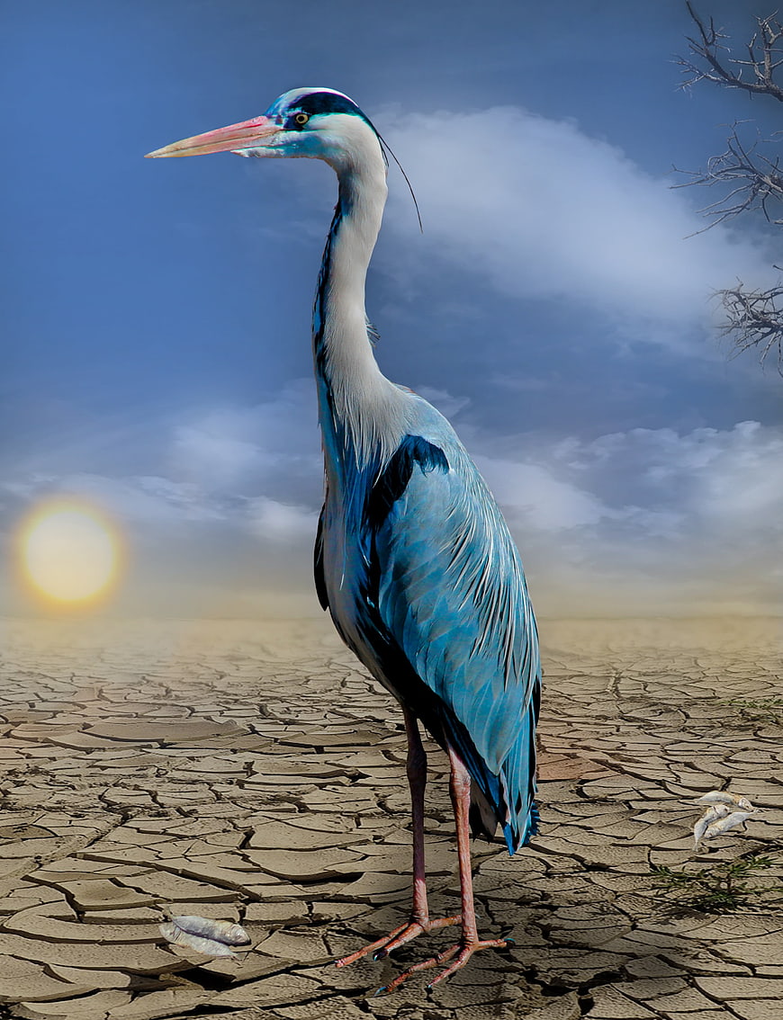 Great Blue Heron Standing on Cracked Dry Earth