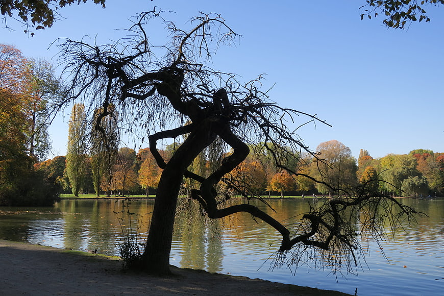 Silhouette of gnarled tree by lake in autumn park