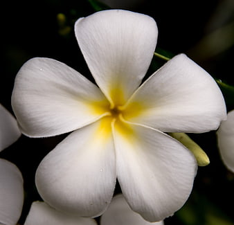 Close-up of a white frangipani flower with yellow center