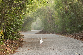 White Wood Stork Walking on Gravel Path in Forest