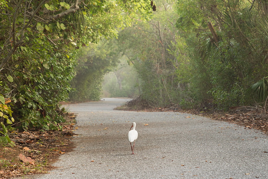 White Wood Stork Walking on Gravel Path in Forest