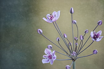 Purple Allium Flower with Buds on Textured Background
