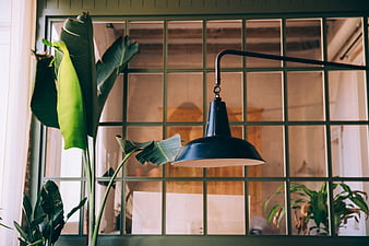 Industrial pendant lamp and green plant by window
