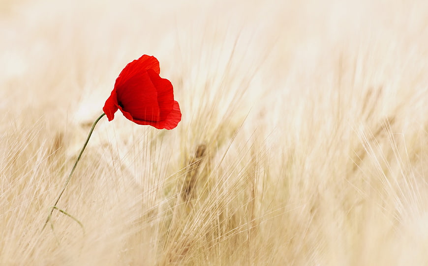 Lone Red Poppy in Golden Wheat Field
