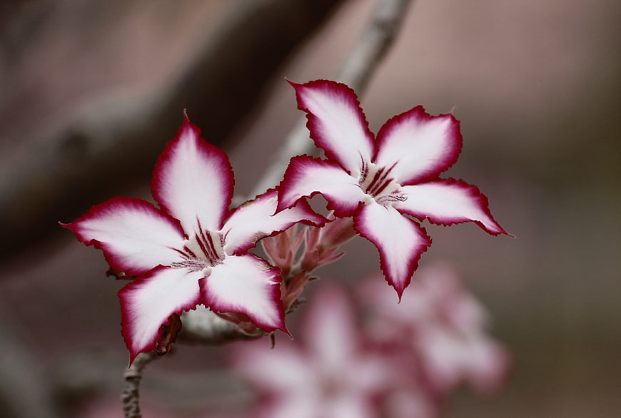 Close-up of Pink and White Adenium Multiflorum Desert Rose Flowers