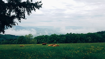 Cows resting in green meadow with foggy mountain landscape
