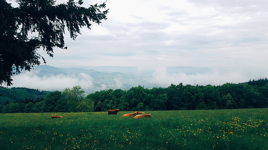 Cows resting in green meadow with foggy mountain landscape