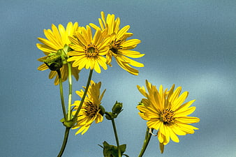 Yellow Wildflowers Against Blue Sky Background
