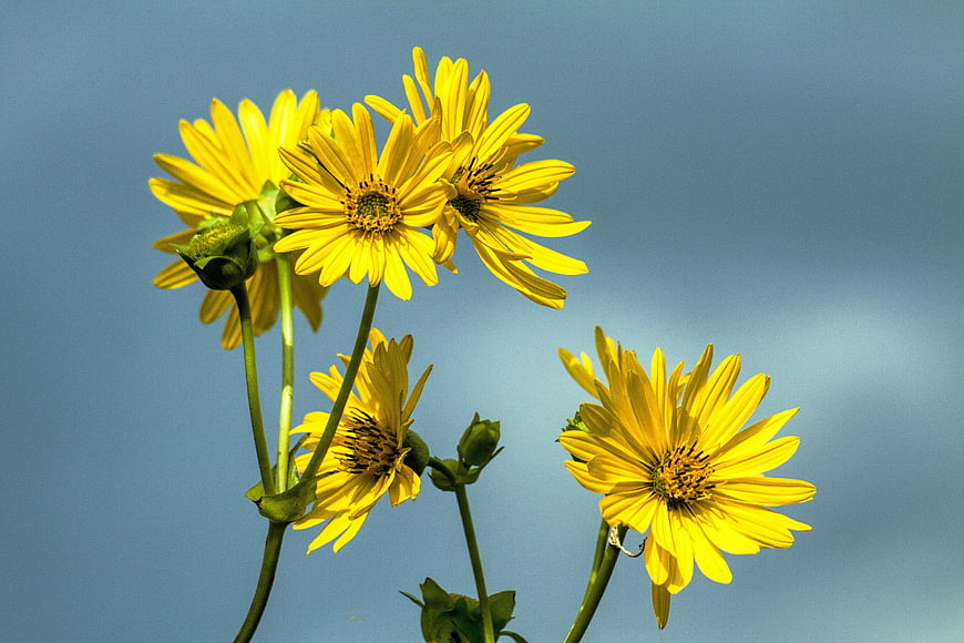 Yellow Wildflowers Against Blue Sky Background