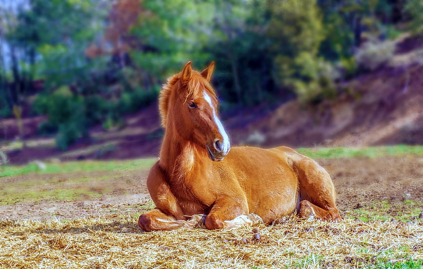 Relaxing Chestnut Foal Resting in a Sunny Pasture