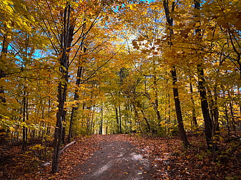 Sunlit Forest Path with Vibrant Yellow Autumn Foliage
