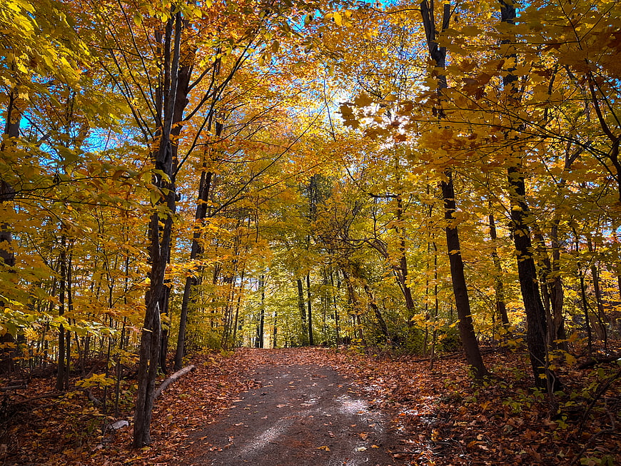 Sunlit Forest Path with Vibrant Yellow Autumn Foliage
