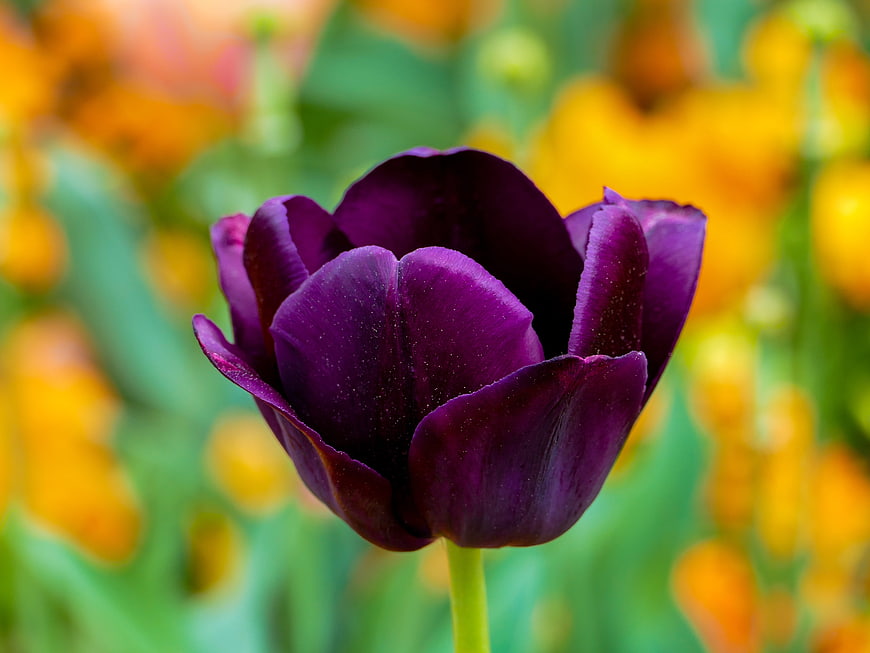 Close-up of a dark purple tulip with blurred yellow background