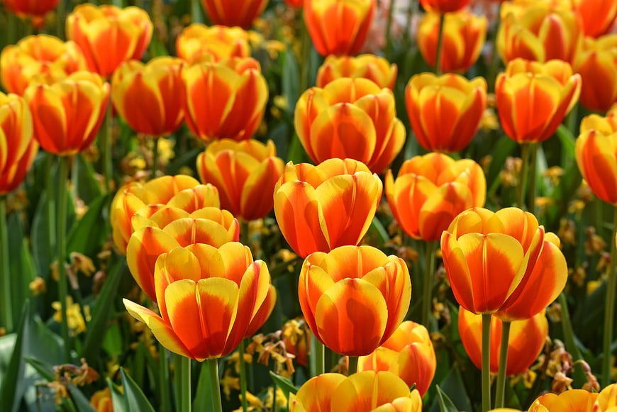 Vibrant Orange and Yellow Tulip Field in Full Spring Bloom