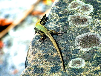 Green lizard resting on a textured rock in nature