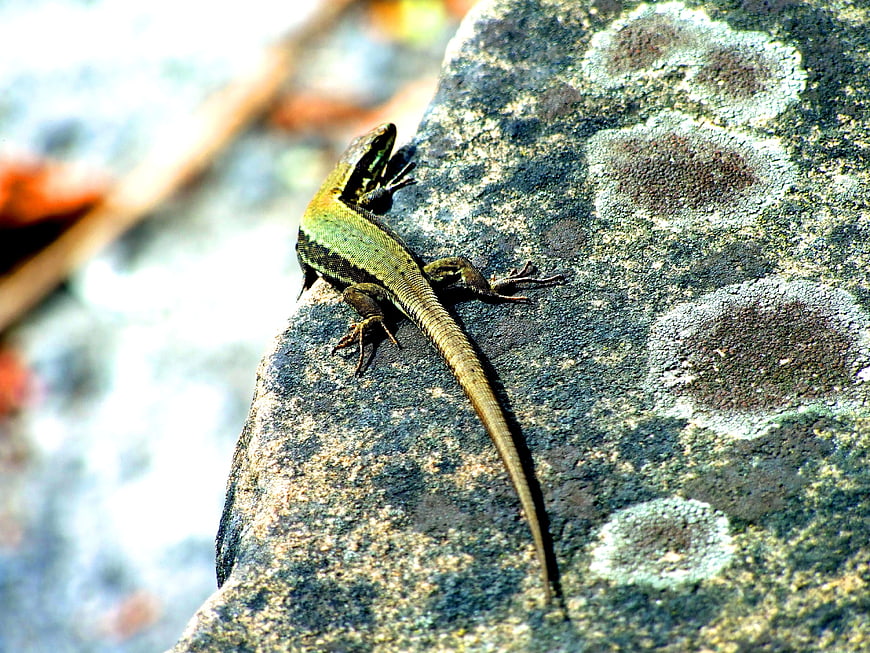 Green lizard resting on a textured rock in nature