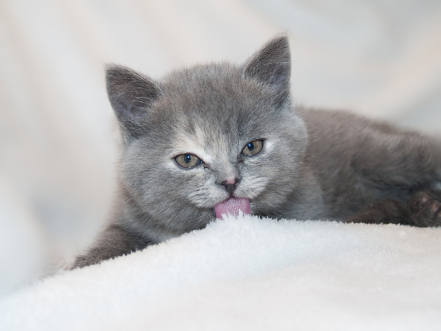 Cute gray kitten licking white fluffy blanket