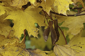 Close-up of yellow maple leaves and brown samaras in autumn
