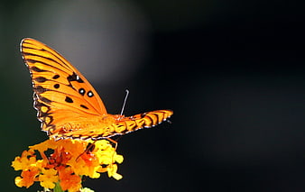Orange Gulf Fritillary Butterfly on Yellow Flowers