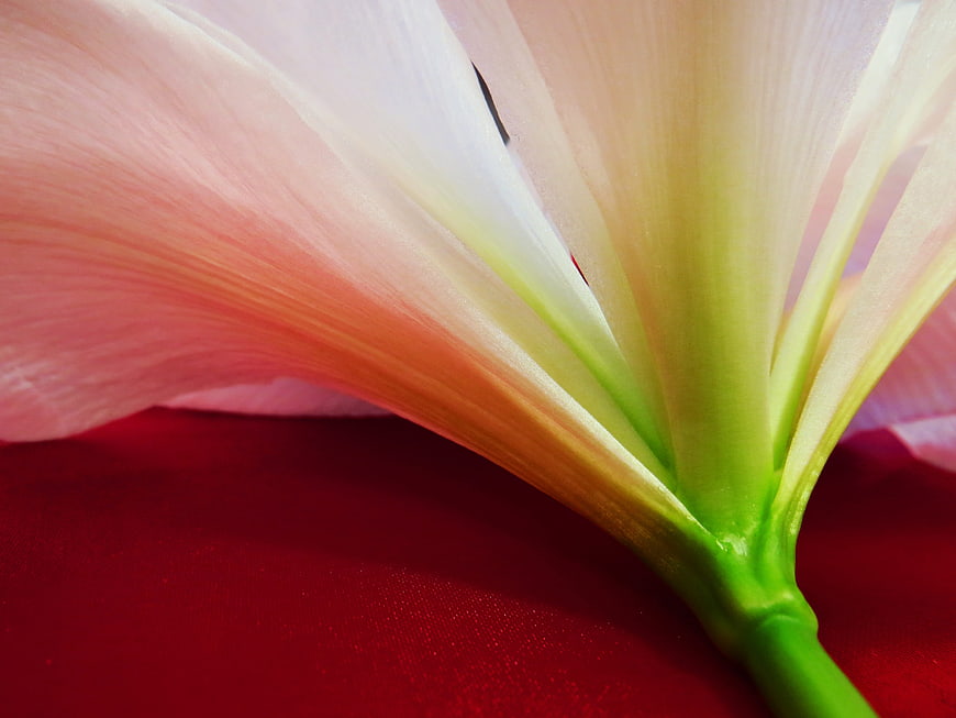 Close-up of Pink Amaryllis Flower on Red Background