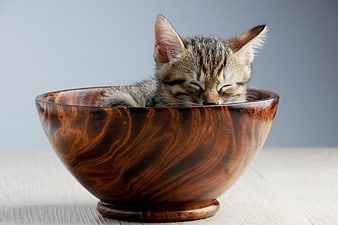 Sleeping Tabby Kitten in Wooden Bowl