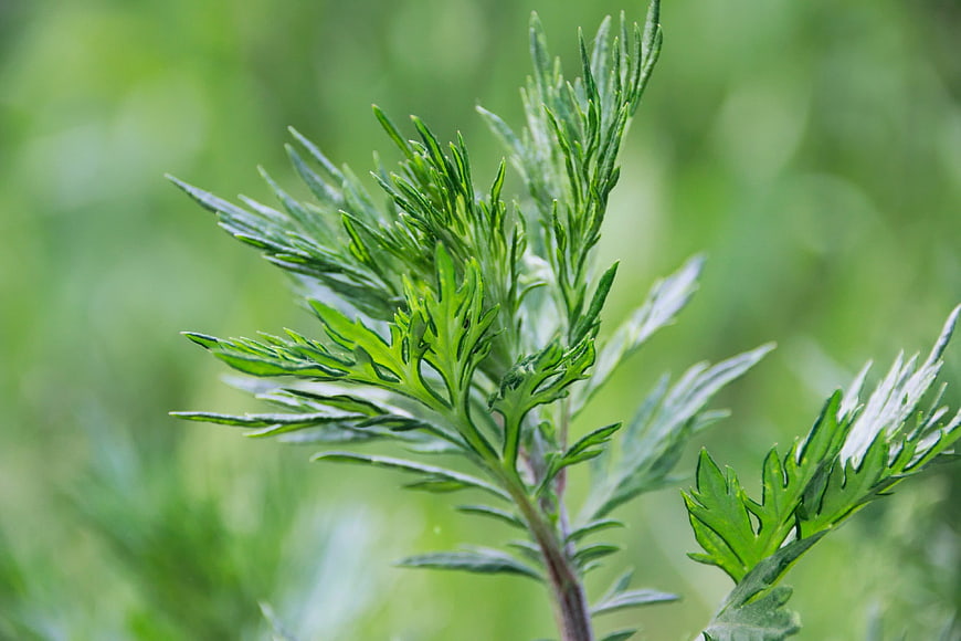 Close-up of green mugwort plant leaves in nature