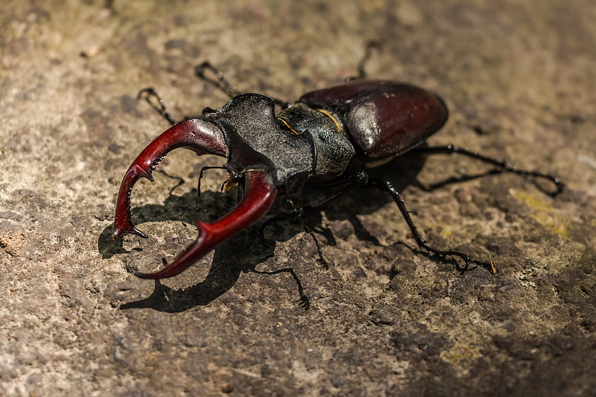 Close-up of a large stag beetle on textured stone