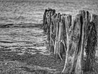 Weathered Wooden Pilings on Muddy Shoreline in Black and White