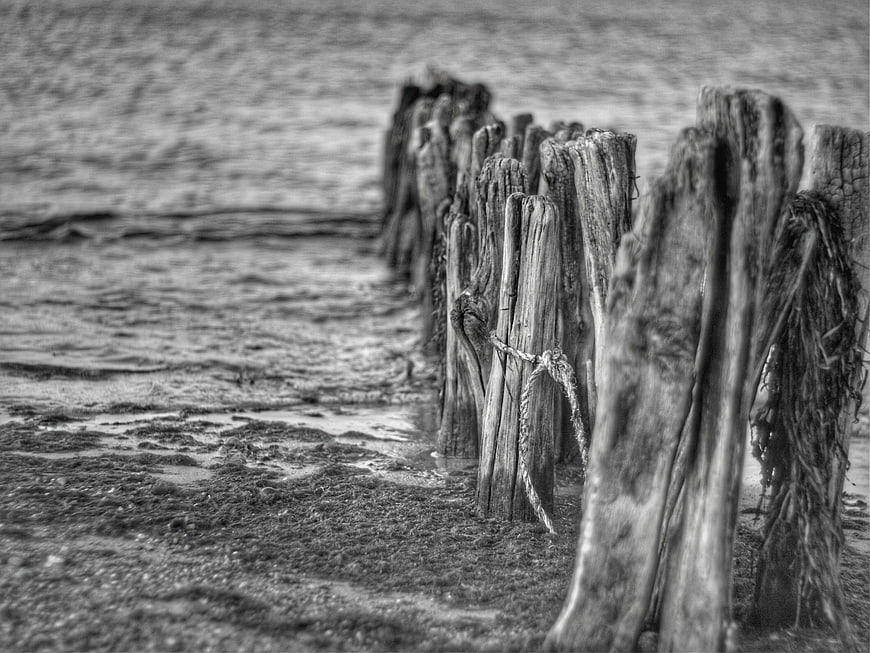 Weathered Wooden Pilings on Muddy Shoreline in Black and White