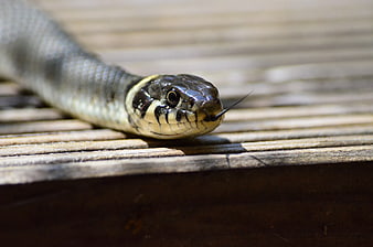 Close-up of a Grass Snake on Wooden Decking