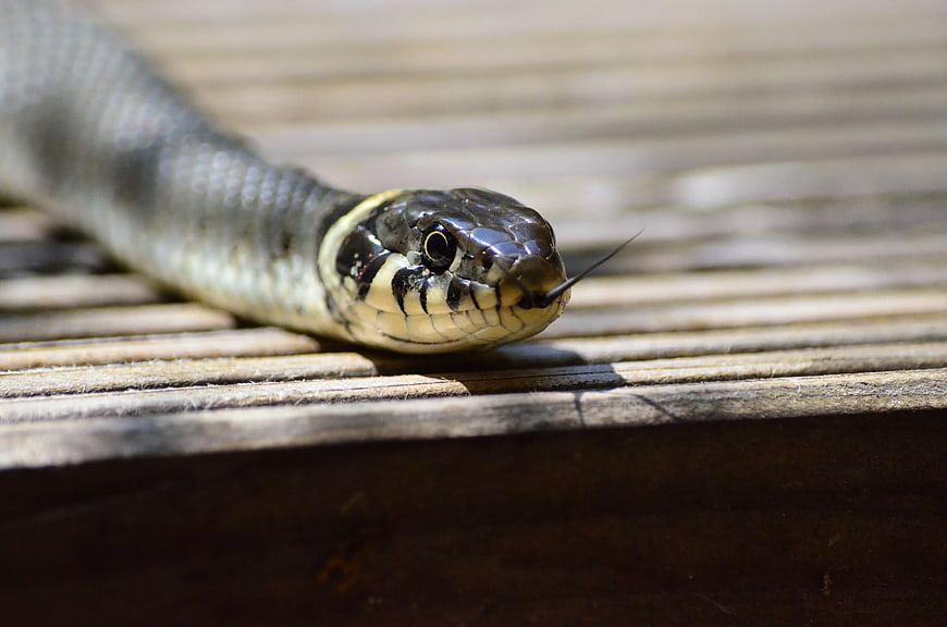 Close-up of a Grass Snake on Wooden Decking
