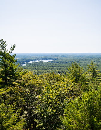 Scenic Summer Forest Landscape with Distant Lake View
