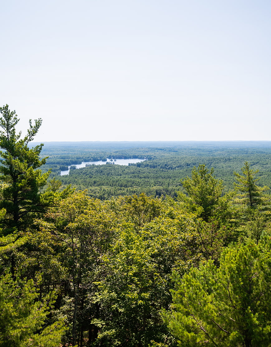 Scenic Summer Forest Landscape with Distant Lake View