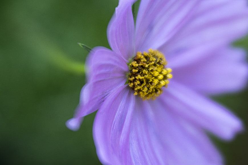 Close-up of purple cosmos flower with yellow center