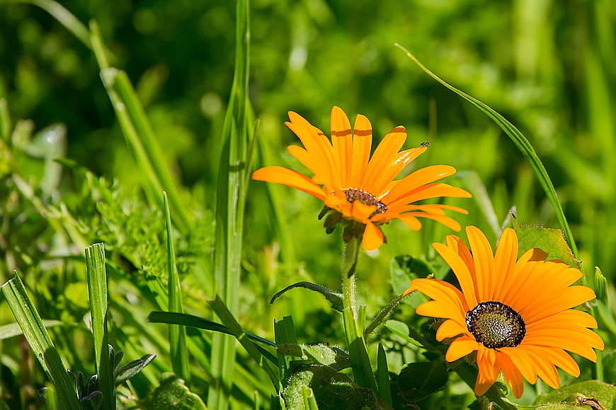 Vibrant Orange Daisies in Green Grass