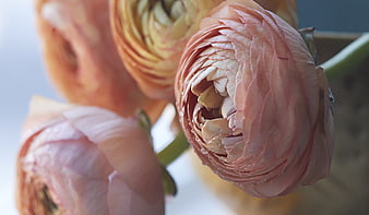 Close-up of pink ranunculus flowers with water droplets