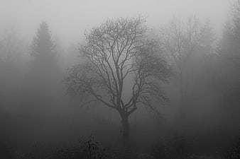 Lonely bare tree silhouette in thick gray foggy forest