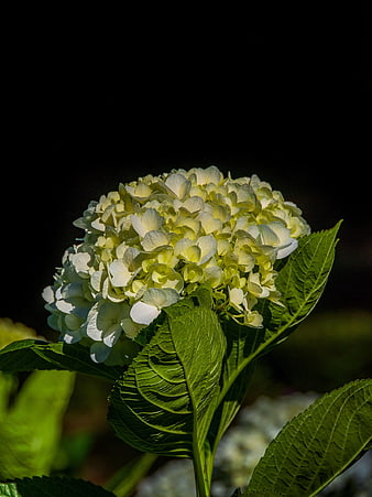 White Hydrangea Flower with Green Leaves on Black Background