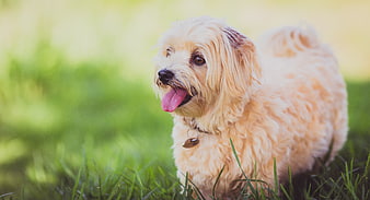 Happy fluffy dog panting on green grass