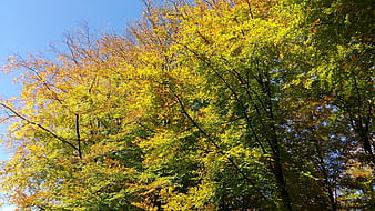 Vibrant Yellow and Green Autumn Tree Canopy Against Blue Sky